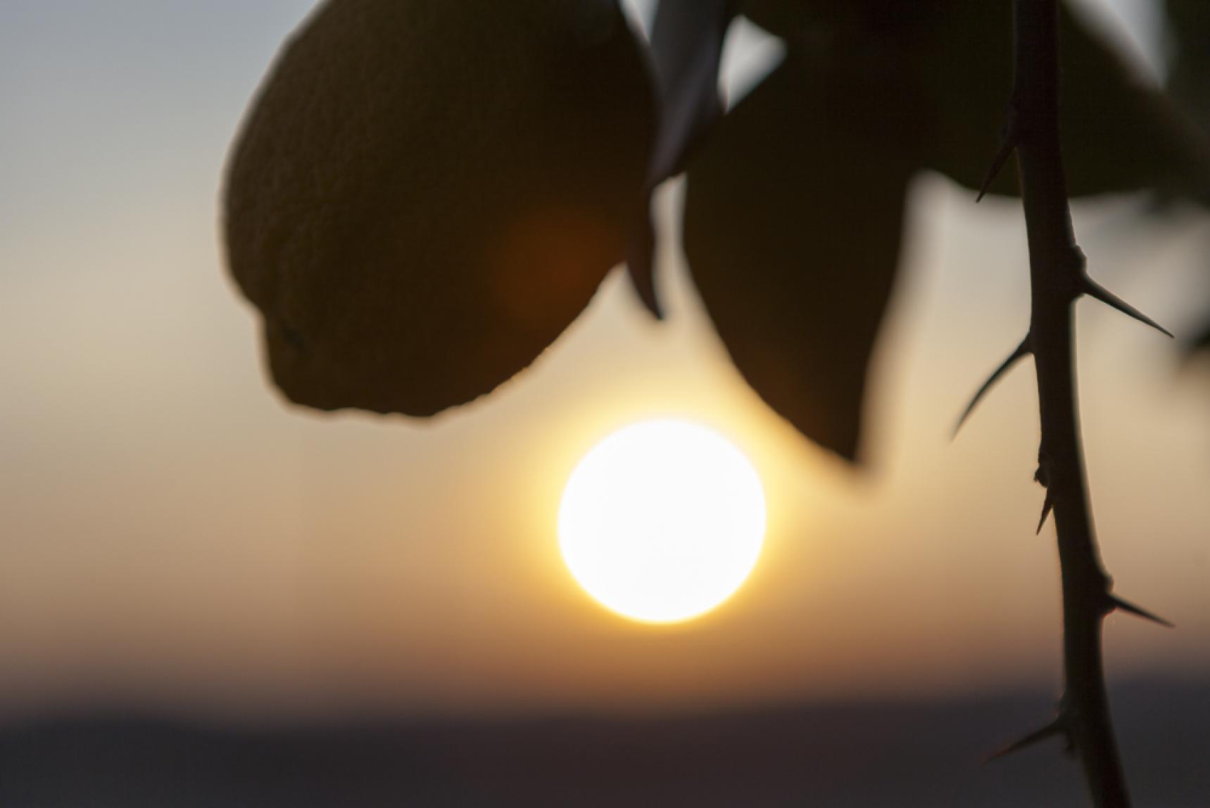Amanecer en el campo. Sector agrícola